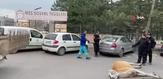 Bursa'da başıboş at sokak ortasında yere yığıldı
