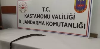 Kastamonu'da Sosyal Medya Üzerinden Satışı Yapılan Piton Yılanı Koruma Altına Alındı