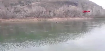 Köpek Kızılırmak Nehri'nde Mahsur Kaldı, İtfaiye Kurtardı