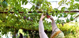 Mersin Büyükşehir Belediyesi Üreticilere Passiflora Fidesi Dağıtıyor