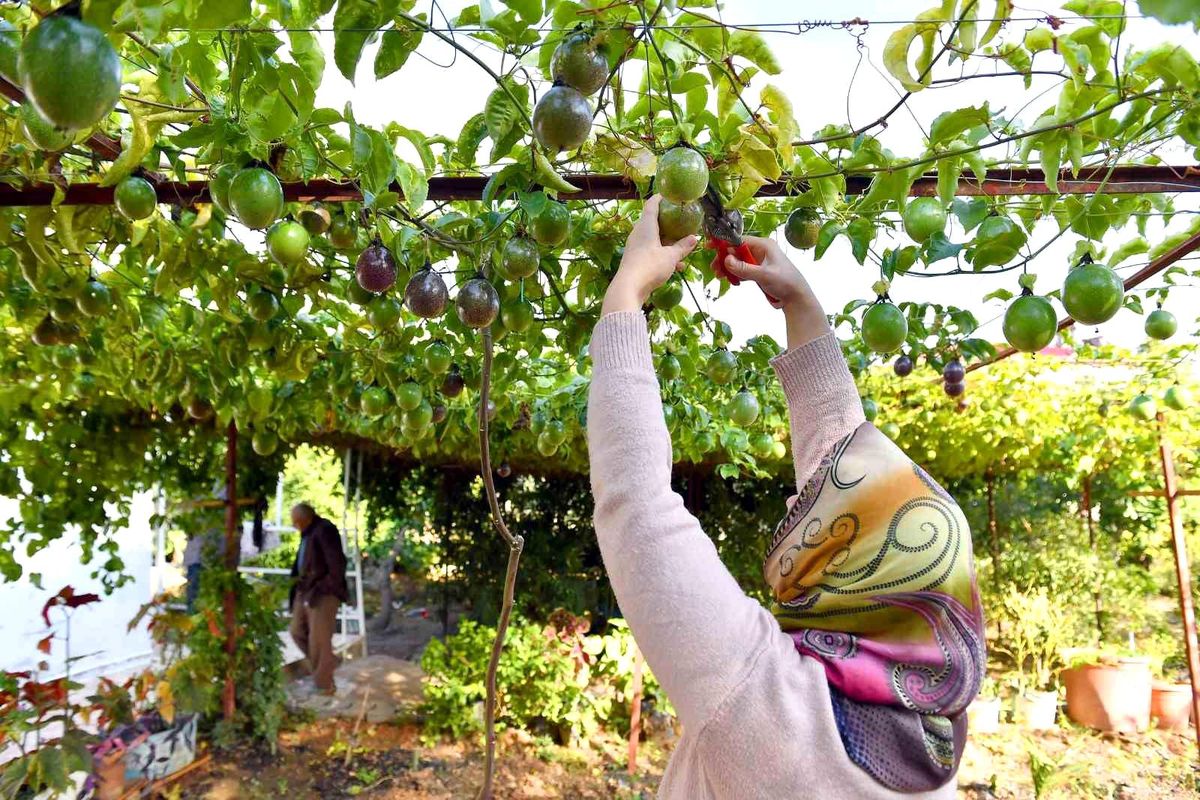 Mersin Büyükşehir Belediyesi Üreticilere Passiflora Fidesi Dağıtıyor