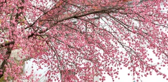 Albüm: Çin'in Yunnan Eyaletinde Kış Kirazı Çiçekleri Etkileyici Görüntüler Oluşturdu