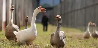 Brezilya'da bu hapishaneyi kazlar koruyor