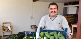 Mersin Büyükşehir'in Tarımsal Destekleri ile Avokado Üreticileri Hasat Yaptı