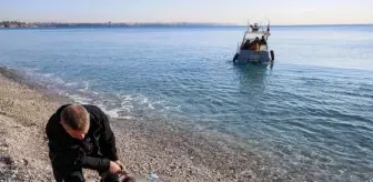 Antalya'da Yavru Akdeniz Foku Ölü Bulundu
