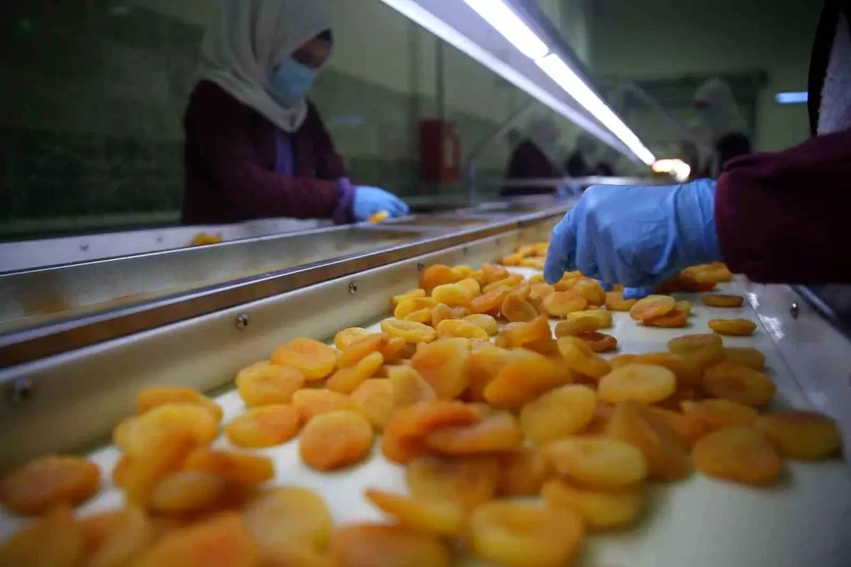 Malatya'da Depreme Rağmen Kuru Kayısı İhracatı Arttı