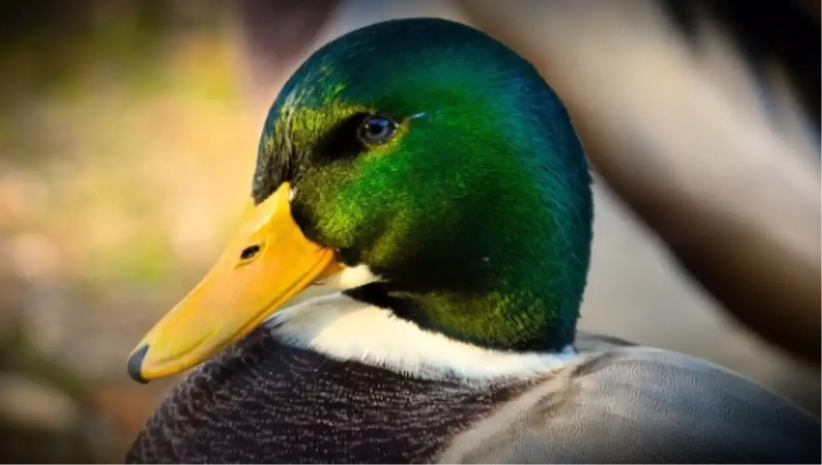 Ördek eti helal mi, ördek eti haram mı, yenir mi?