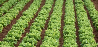 Trabzon'da 12 serada sebze üretimi yapan Süleyman Çınar