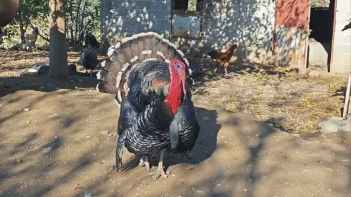 Hayatını kaybeden kadının hindisi emekli hayvanlar çiftliğine yerleştirildi
