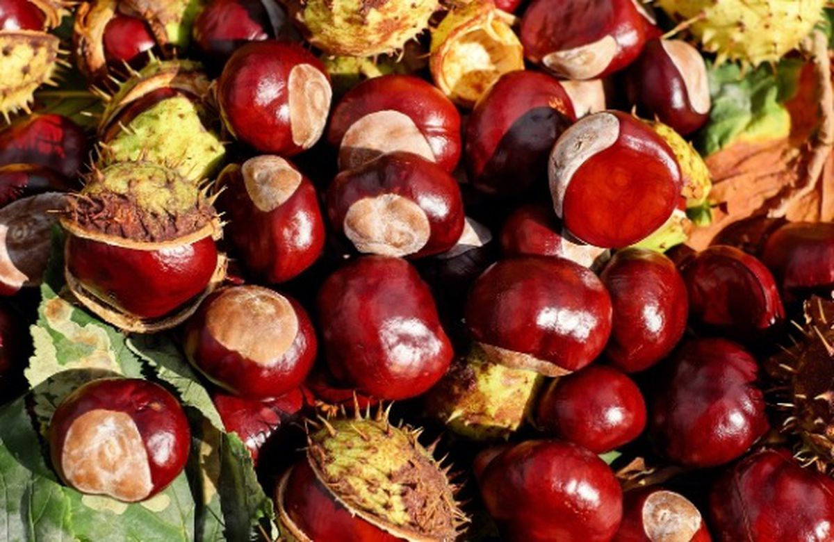 Çin kestanesi nedir, yenir mi, nasıl anlaşılır? Çin kestanesi zararlı mı?