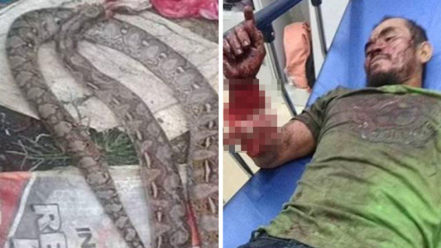 Filipinler'de bir adam, beline dolanan yılanı ısırarak öldürdü