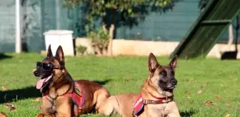 Trabzon İl Jandarma Komutanlığı'ndaki Narkotik Köpekleri Uyuşturucu Satıcılarının Kabusu