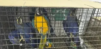 Enez'te Kaçak Kuş Operasyonu: 124 Kuş Ele Geçirildi