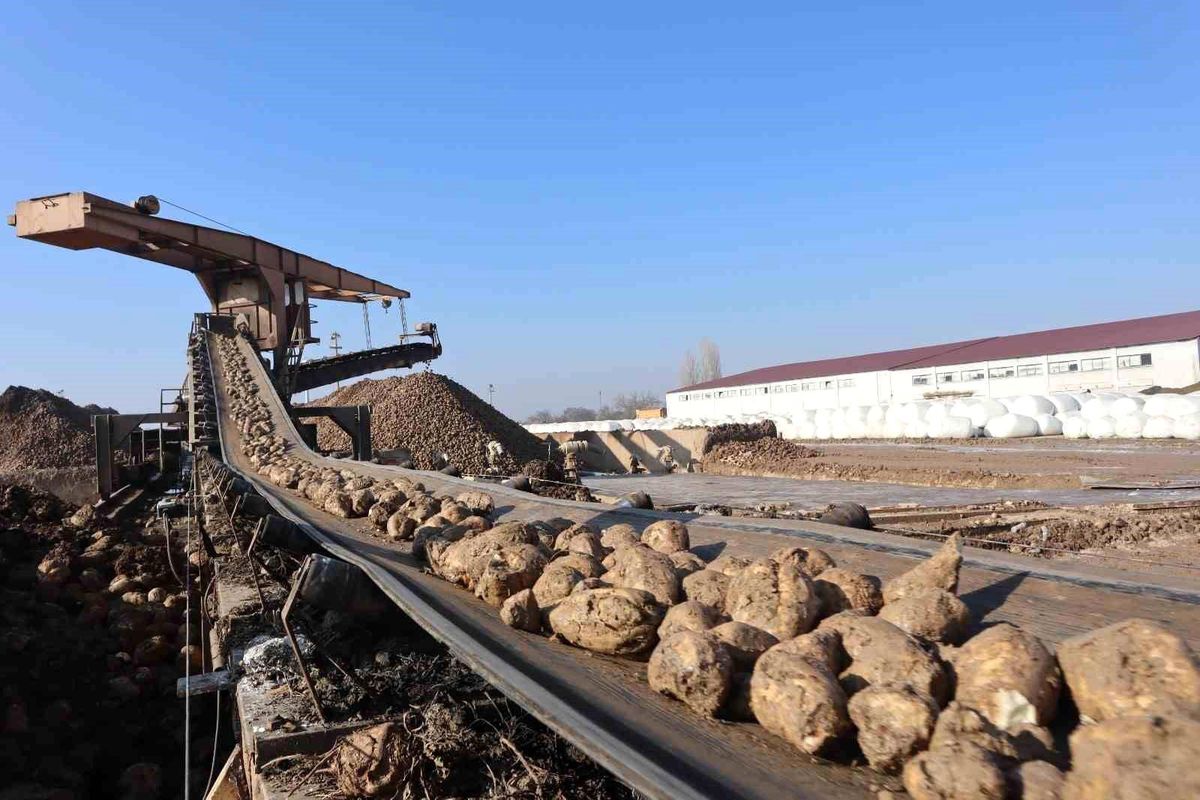 Malatya Şeker Fabrikası'nda Bu Sezon 65 Bin Ton Şeker Üretimi Hedefleniyor