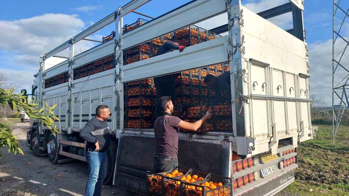Seferihisar Belediyesi Depremzedelere Mandalina Yardımı Yaptı