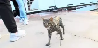 Beşiktaş'ta denize düşen kedi İstanbul Sualtı Arama Kurtarma ekipleri tarafından kurtarıldı