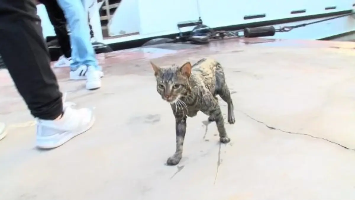 Beşiktaş'ta denize düşen kedi İstanbul Sualtı Arama Kurtarma ekipleri tarafından kurtarıldı