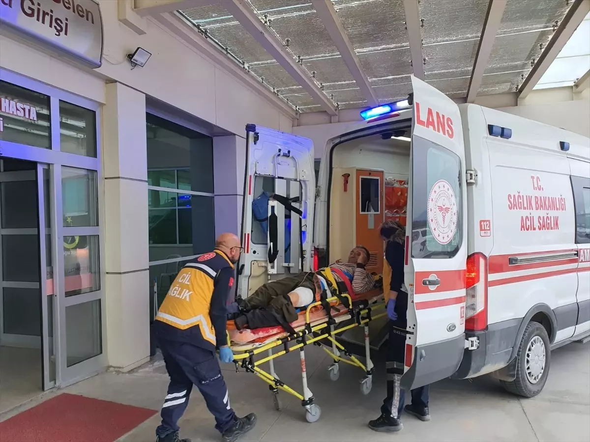 Manisa'da domuz saldırısı: Çoban yaralandı