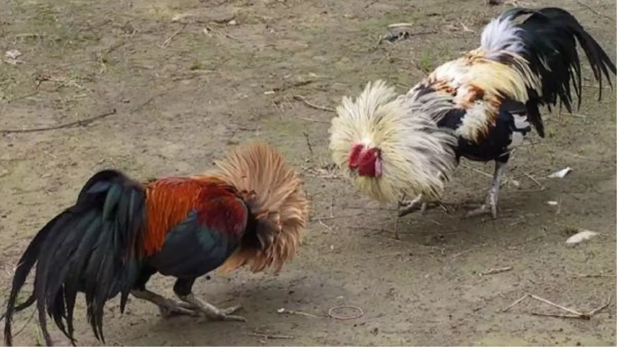 Gediz'de Horoz Dövüştürürken Yakalanan 8 Kişi Gözaltına Alındı