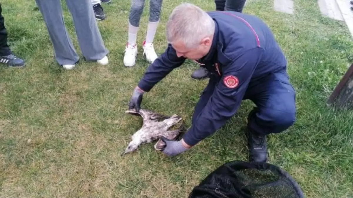 İtfaiye eri, derede çırpınan martıyı kurtarmaya çalıştı