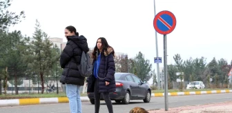 Diyarbakır'da Sokak Hayvanlarına Dikkat Çağrısı