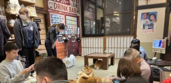 Tokyo'da Evcil Hayvan Kafeleri Gençlerin Favorisi