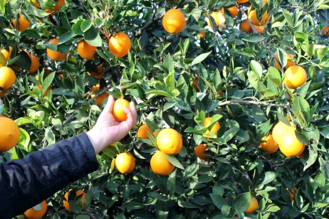 Bahçeden markete gidene kadar 20 kat artıyor! Mandalina ve portakal üreticileri fiyat farkına tepkili