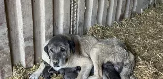 Gölyaka Belediye Başkanı: Köpek ölümleriyle ilgili açıklama