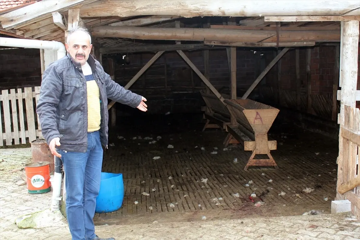 Tavşanlı'da sahipsiz köpekler ağıla girerek hayvanları telef etti