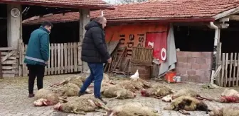 Sokak köpekleri ahırda 22 koyunu öldürdü