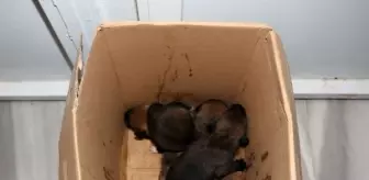 Keşan'da çöp konteynerinde bulunan yavru köpekler koruma altına alındı