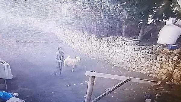 Komşusu Koyunlara İşkence Yaptı