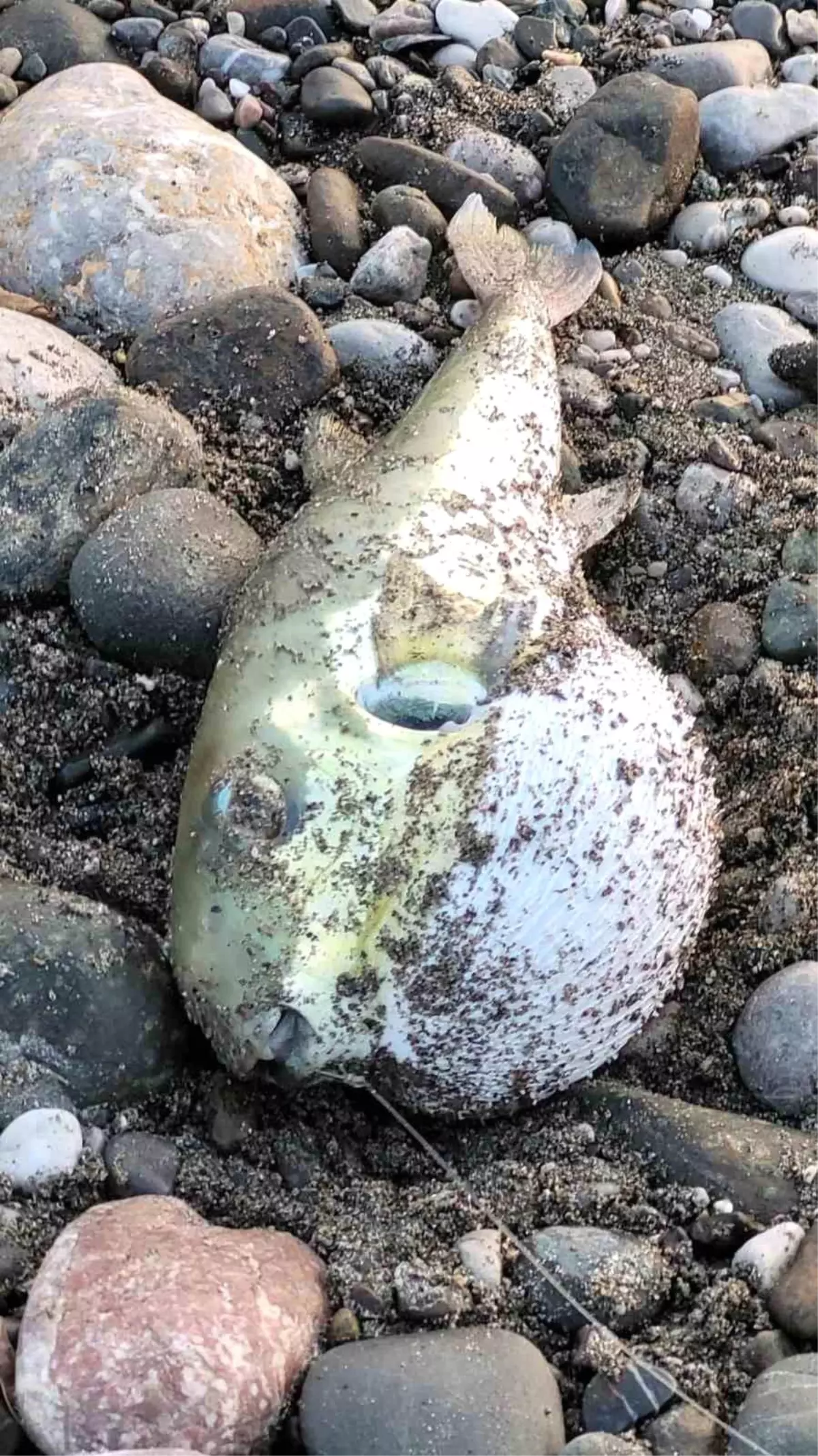 Hatay'da Balon Balığı Popülasyonuyla Mücadele Devam Ediyor