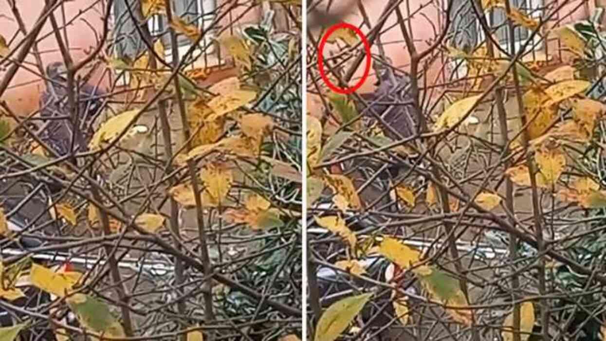 Köpeğe baltayla işkence eden şahıs gözaltına alındı Köpeğe baltayla işkence eden şahıs gözaltına alındı