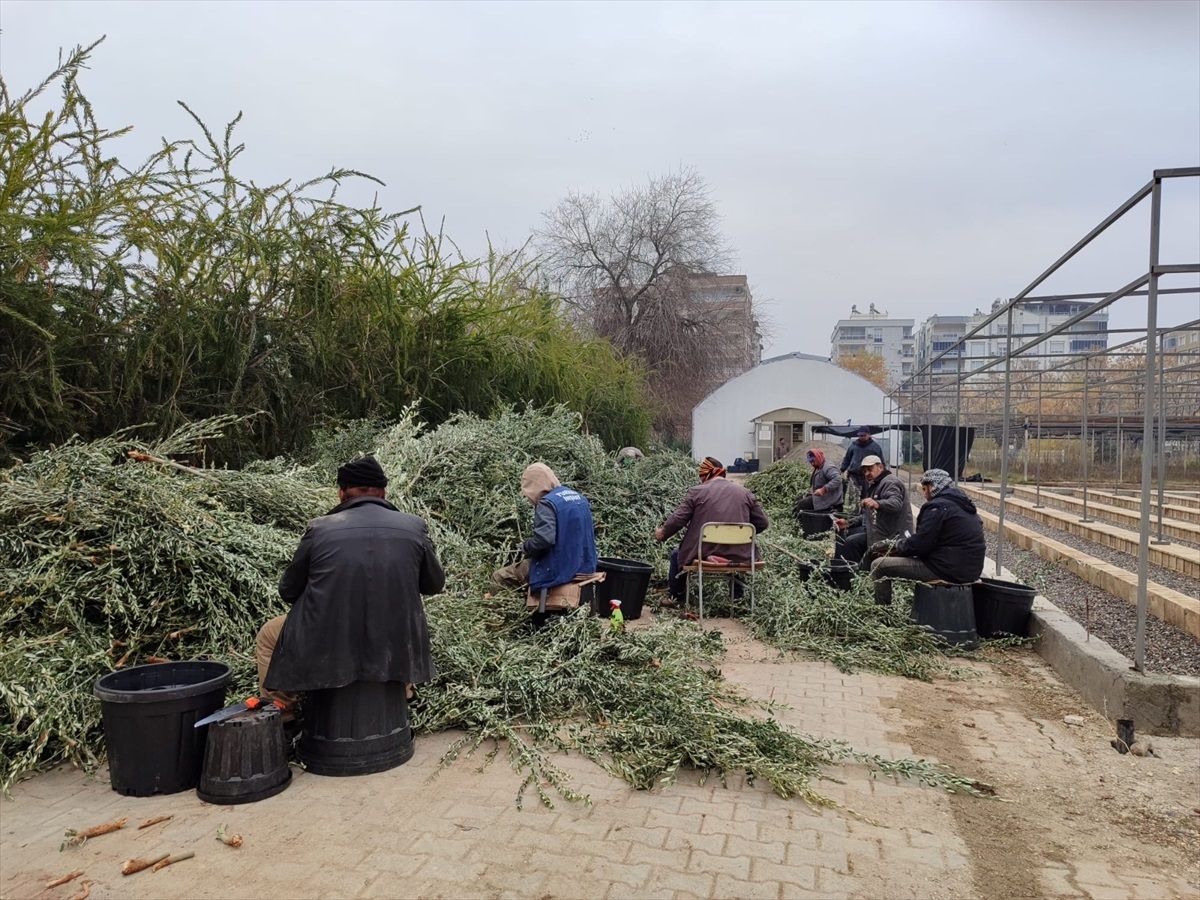Şanlıurfa Orman Bölge Müdürlüğü'nde Zeytin Fidanı Üretimi Devam Ediyor