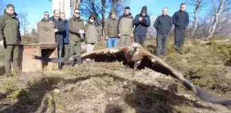 Bursa'da Nadir Görülen Kızıl Akbaba Doğaya Salındı