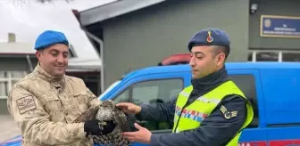 Yaralı Atmaca Koruma Altına Alındı