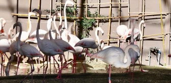 Kocaeli'deki Hayvanat Bahçesi ve Botanik Parkı 70 Türden 390 Kuşa Ev Sahipliği Yapıyor