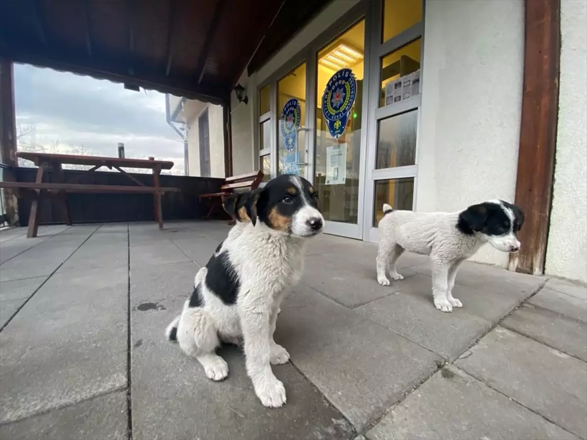 Mudurnu Emniyet Müdürlüğü, Köpek Yavrularının Bakımını Üstlendi
