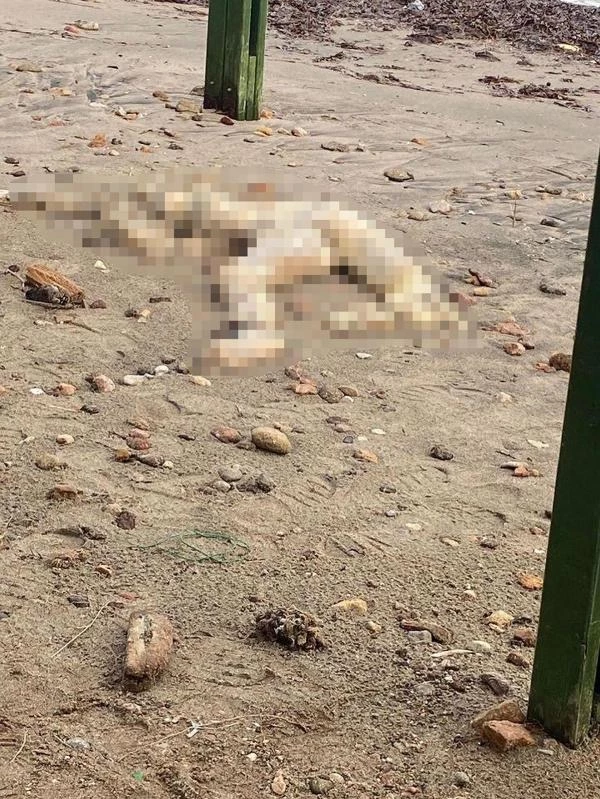 Bodrum sahilinde başı olmayan erkek cesedi bulundu