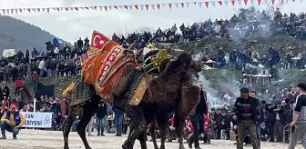 Çanakkale'de Geleneksel Folklorik Deve Güreşi Festivali Düzenlendi