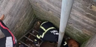 Samandağ'da kuyuya düşen köpek itfaiye ekiplerince kurtarıldı