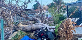 İzmir'de Hortum Felaketi: Evlerin Çatısı Uçtu, Ağaçlar Devrildi