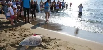 Akdeniz'in en uzun izlenen kaplumbağası Tuba'nın sinyali kesildi