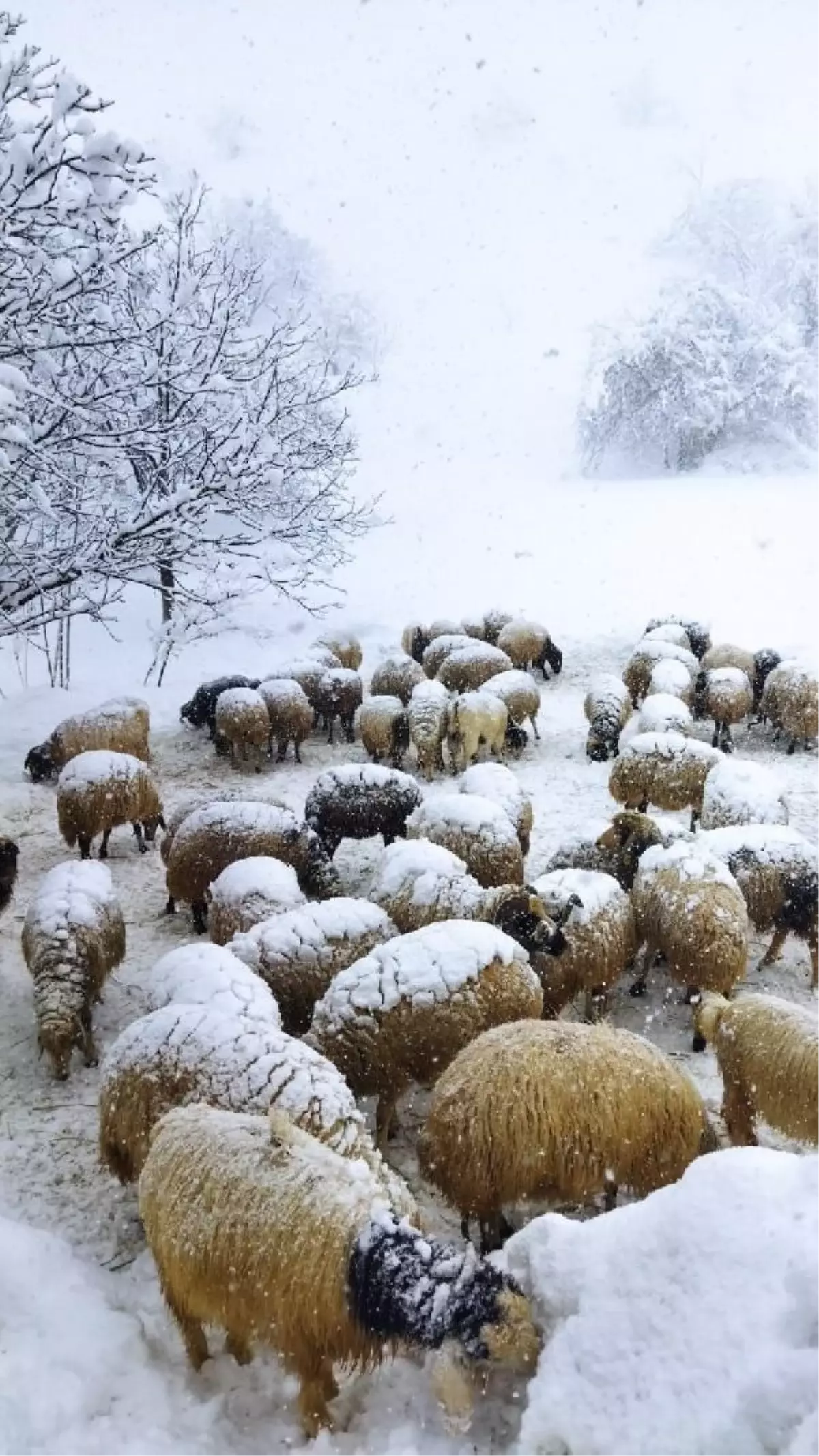Van'da çığ altında kalan genç hastaya ekipler müdahale etti