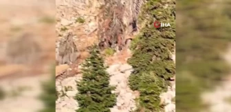 Dağda gezinen ayılar kameralara yansıdı