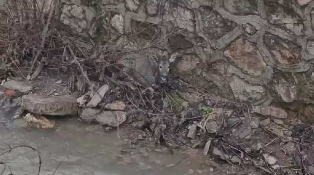 Karabük'te sulama kanalına düşen karaca yavrusu kurtarıldı
