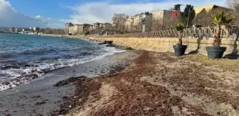 Tekirdağ Sahilinde Lodos Sonrası Yosunlarla Kaplandı