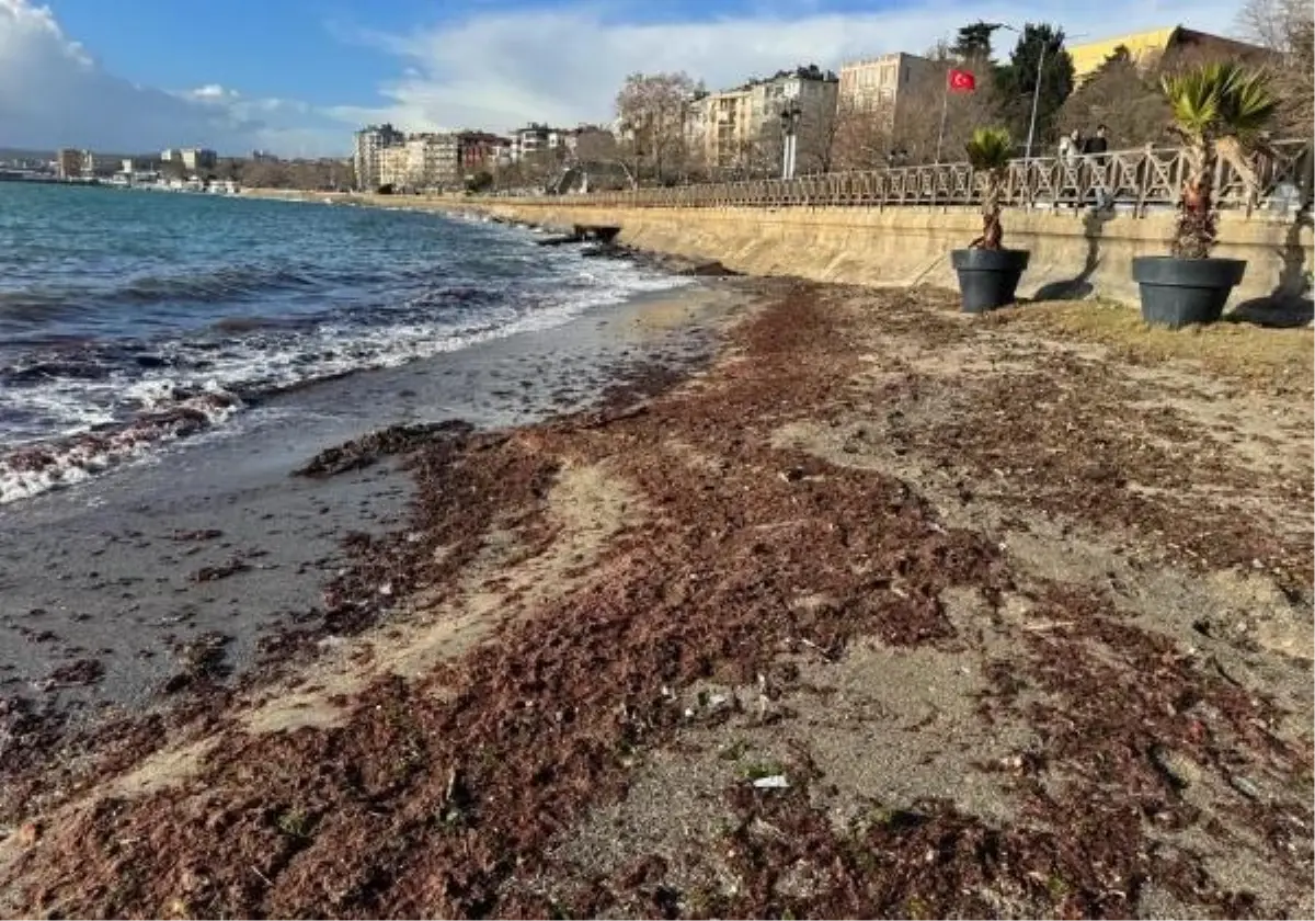 Tekirdağ Sahilinde Lodos Sonrası Yosunlarla Kaplandı