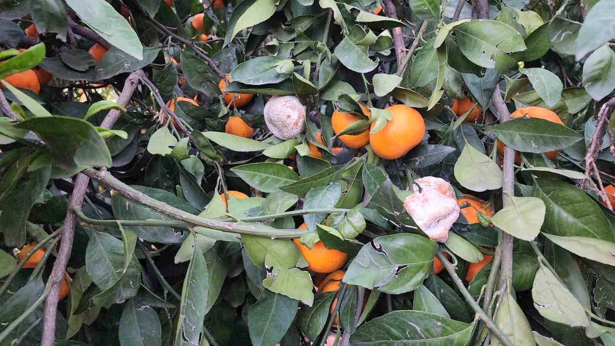 Hatay'da mandalina fiyatları düşüşe geçti